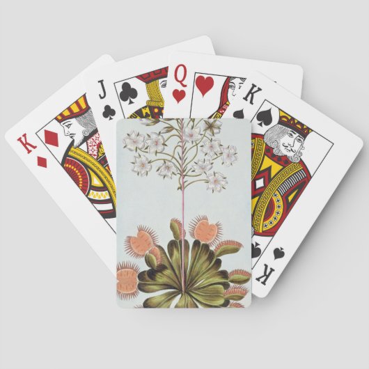 Venus Fly-trap, Plattform 84, from 'Collection Pre Spielkarten (Rückseite)