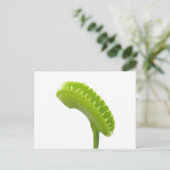 Venus Fly Trap Postkarte (Stehend Vorderseite)