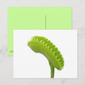 Venus Fly Trap Postkarte (Vorne/Hinten)