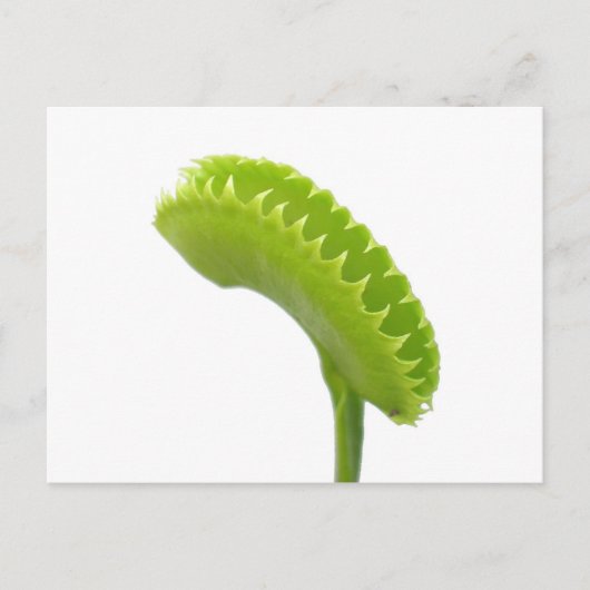 Venus Fly Trap Postkarte (Vorderseite)