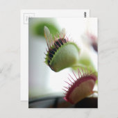 Venus Fly Trap Postkarte (Vorne/Hinten)