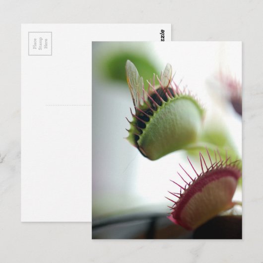 Venus Fly Trap Postkarte (Vorne/Hinten)