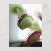 Venus Fly Trap Postkarte (Vorderseite)