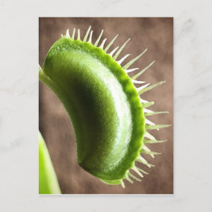 Venus Fly Trap Postkarte