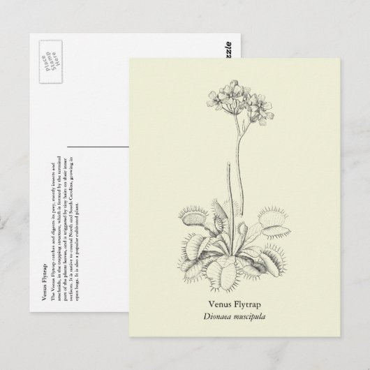 Venus Flytrap, karnivorische Pflanze Postkarte (Vorne/Hinten)
