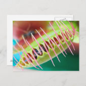 Venus Flytrap Postkarte (Vorne/Hinten)