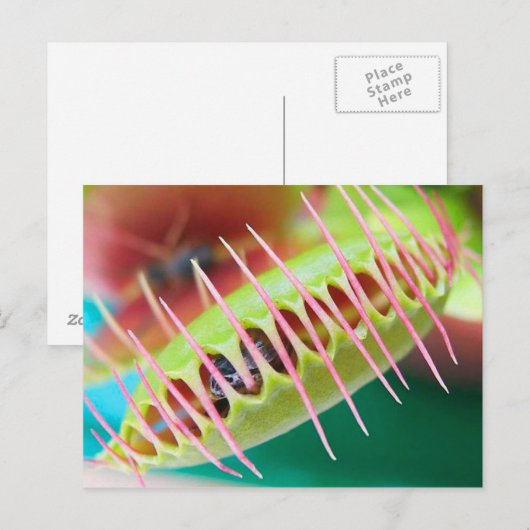 Venus Flytrap Postkarte (Vorne/Hinten)
