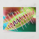 Venus Flytrap Postkarte (Vorderseite)