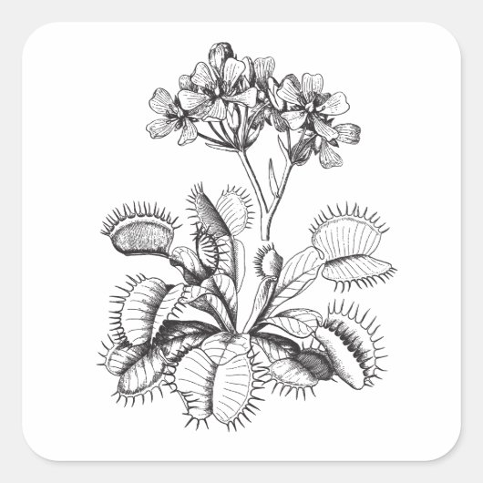 Venus Flytrap Vintag Art Sticker (Vorderseite)