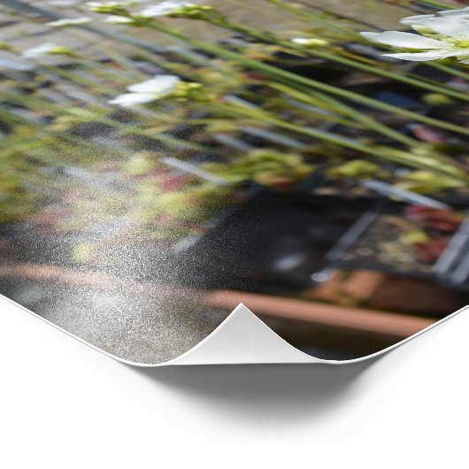 Venus Flytraps-Blume Fotodruck (Ecke)