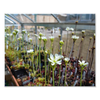 Venus Flytraps-Blume Fotodruck