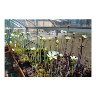 Venus Flytraps-Blume Fotodruck