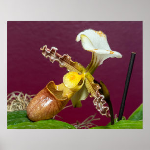 Venus Frauenschuh Orchidee Poster