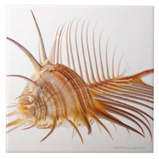 Venus-Kammmurex-Muschel (Murexpektin) gegen Fliese (Vorderseite)