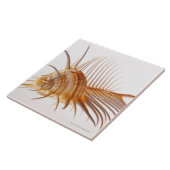 Venus-Kammmurex-Muschel (Murexpektin) gegen Fliese (Seite)