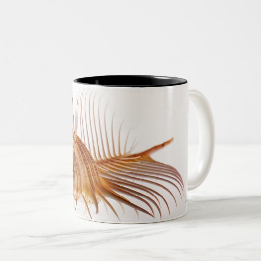 Venus-Kammmurex-Muschel (Murexpektin) gegen Zweifarbige Tasse (VorderseiteRechts)