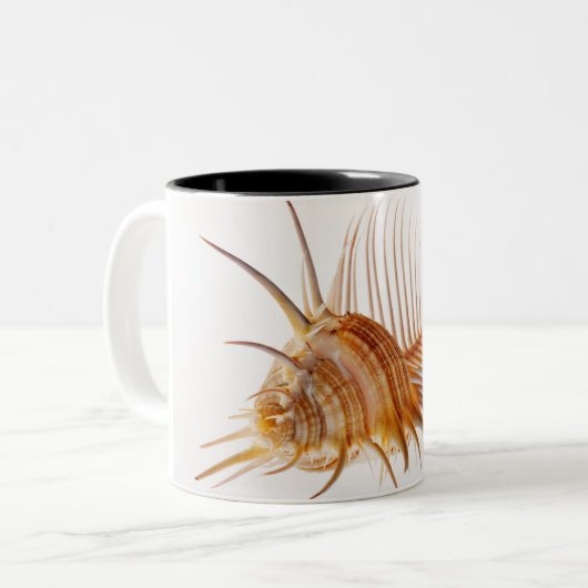 Venus-Kammmurex-Muschel (Murexpektin) gegen Zweifarbige Tasse (Vorderseite Links)