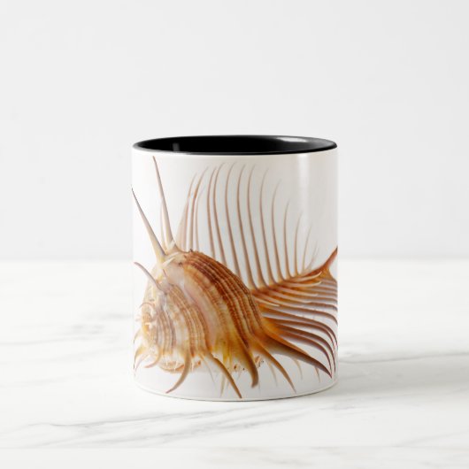 Venus-Kammmurex-Muschel (Murexpektin) gegen Zweifarbige Tasse (Mittel)