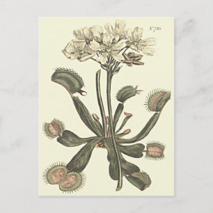 Venusfliegenfalle Botanische Illustration Postkarte