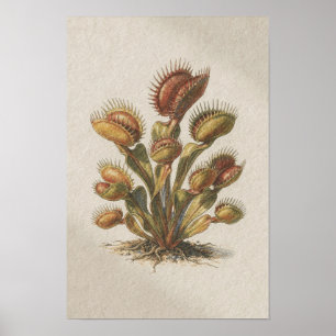 Venusfliegenfallen-Botanik-Studienposter Poster