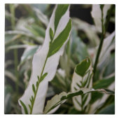 Veränderte Ingwer-Fliese Fliese (Vorderseite)