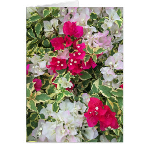 Verändertes Bouganvilla
