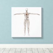 Veranschaulichung des Lymphsystems bei Frauen Leinwanddruck (Insitu (Holzboden))