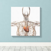 Veranschaulichung des Lymphsystems bei Frauen Leinwanddruck (Insitu (Holzboden))