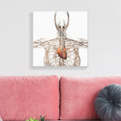 Veranschaulichung des Lymphsystems bei Frauen Leinwanddruck (Insitu (Wohnzimmer))