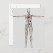 Veranschaulichung des Lymphsystems bei Frauen Postkarte (Vorne/Hinten)