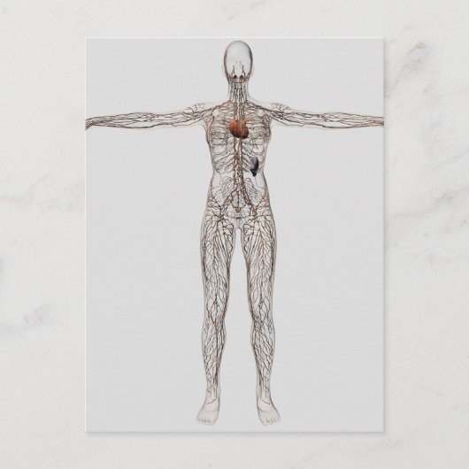 Veranschaulichung des Lymphsystems bei Frauen Postkarte (Vorderseite)