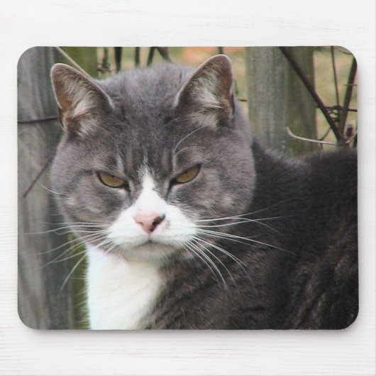 verärgerte Katze mousepads (Vorne)