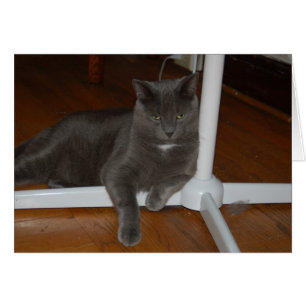 Verärgerte    Miezekatze Karls