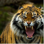 verärgerter Tiger 2 herausgeschnitten Freistehende Fotoskulptur<br><div class="desc">Verärgerter Tiger herausgeschnitten</div>