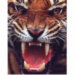 verärgerter Tiger herausgeschnitten Freistehende Fotoskulptur<br><div class="desc">Wütender Tiger herausgeschnitten</div>