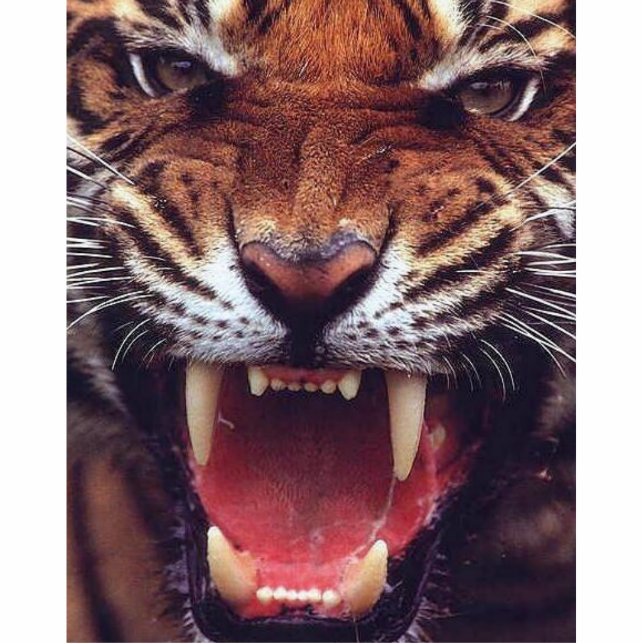 verärgerter Tiger herausgeschnitten Freistehende Fotoskulptur (Vorne)