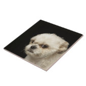 Verärgerter weißer Shih Tzu mit braunen Augen Fliese (Seite)