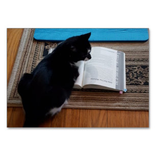 Verb Blicken, Katze liest FlashCards für Erwachsen Tischnummer