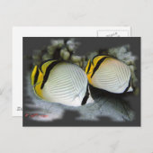 Verband Butterflyfish Life Partners Postkarte (Vorne/Hinten)