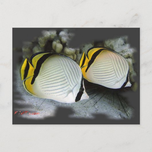 Verband Butterflyfish Life Partners Postkarte (Vorderseite)