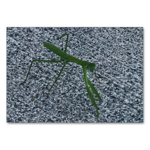 Verben, beten Mantis wandern, Flashcards lesen Tischnummer