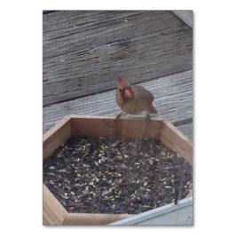 Verben Eating Robin Bird Reading Flashcards Tischnummer