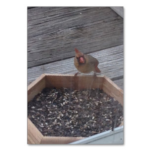 Verben Eating Robin Bird Reading Flashcards Tischnummer
