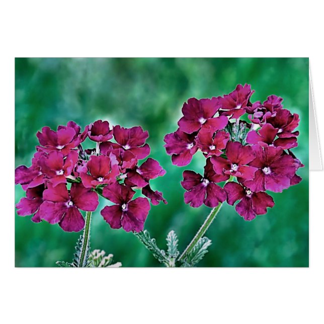Verbena (Vorderseite (Horizontal))