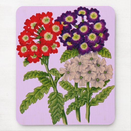Verbena-Blume in rot und lila Mousepad (Vorne)