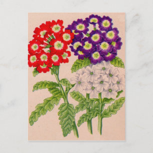 Verbena-Blume in rot und lila Postkarte