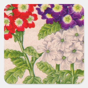 Verbena-Blume in rot und lila Quadratischer Aufkleber