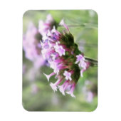 Verbena Bonariensis Magnet (Vertikal)