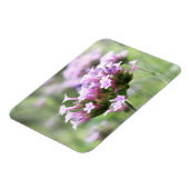Verbena Bonariensis Magnet (Linke Seite)