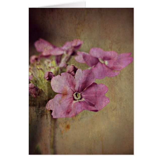 Verbena Delicate Pink Floral. (Vorne)